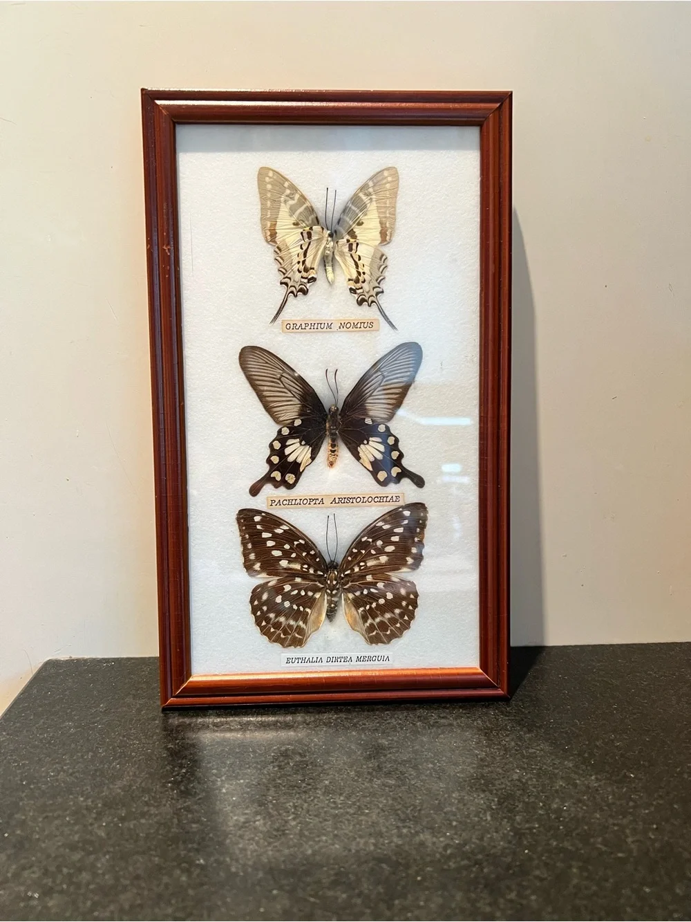 Three-Butterfly Framed Wall Art in Brown Wood Frame